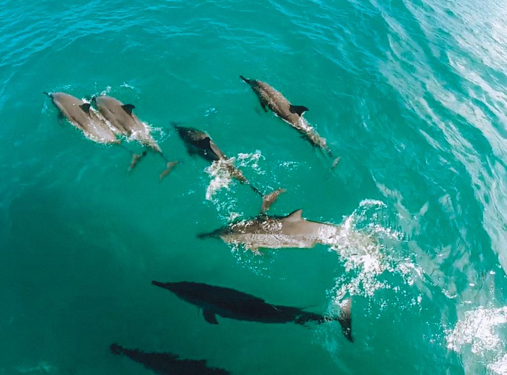 golfinhos rotadores em Noronha